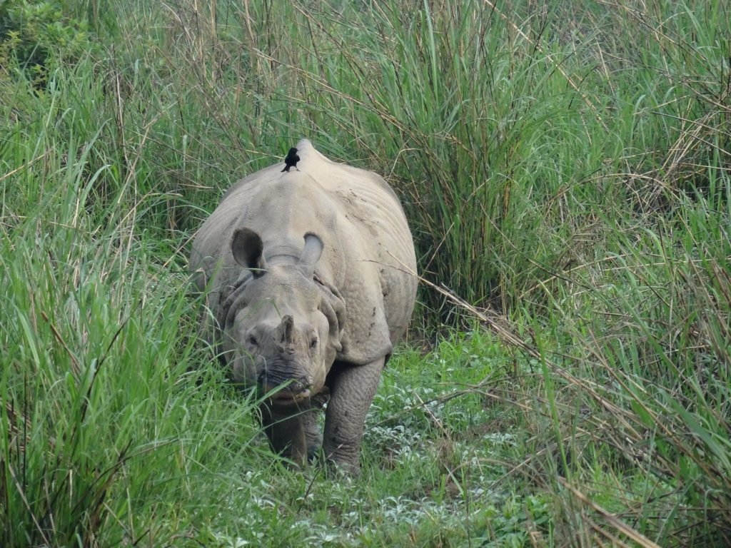chitwan national park